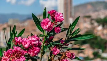 flores colombianas