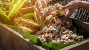 Cacao