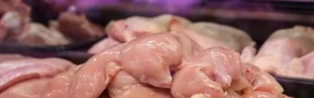 Carne de pollo