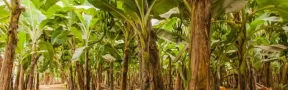 Industria Bananera