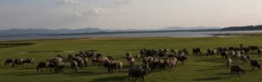 La Leche Bufalina, Otra Opción para los Lecheros del País