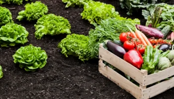 La participación del sector agrícola en la economía de América Latina(1)