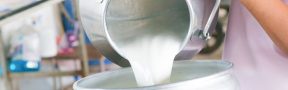 Asocebú Apuesta por Mayor Producción Lechera en el Bajo Trópico Colombiano