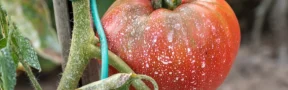 No más Cultivos Transgénicos en Nariño