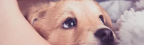 Mascota