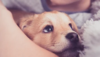 Mascota