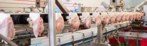 Procesamiento_pollo