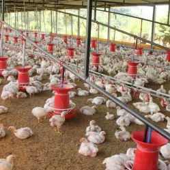 Producción de pollo