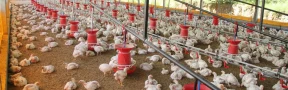 Producción de pollo