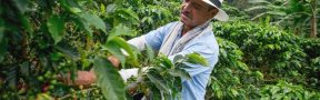 Producción_de_Café_se_incrementó
