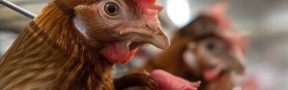 Producción_de_Pollo