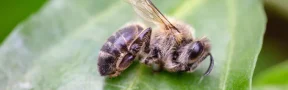 Protección a Abejas Afectan a los Agroquímicos