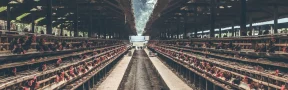 Valor de la producción avícola alcanza los $44,5 billones tras crecimiento del 9,1% durante 2025