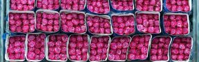 Variedades_de_Flores