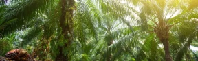 aceite de palma 2026