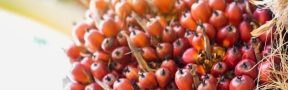 Producción de aceite de palma crece 5,8 % en 2023