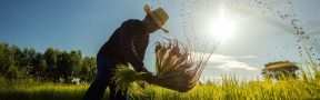 agricultor_sol