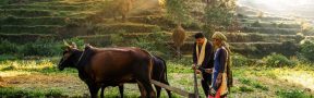 agro