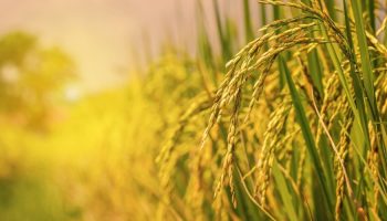 arroz campo