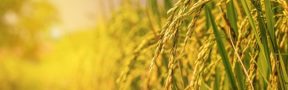 Expectativas por aumento en producción y demanda de arroz a nivel global