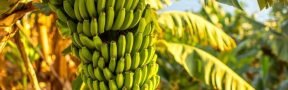 banana planta