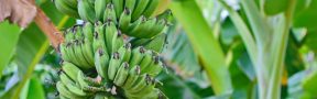 bananera
