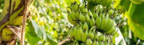 bananeras_campo