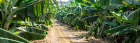 bananeras_campo_verde