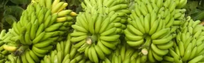 banano export