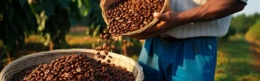 bonanza cafetera