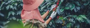 cafe_agricultura