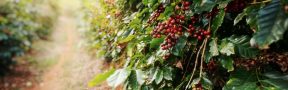 cafetal