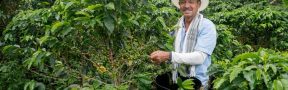 El Pasado Fenómeno de La Niña Dejó Secuelas en el Sector Cafetero y la Producción Cae 6%