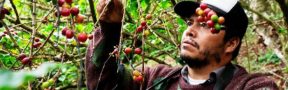 cafetero