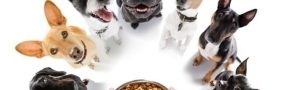 comida mascotas