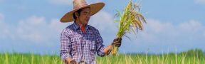 cultivando arroz