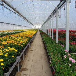 cultivo flores