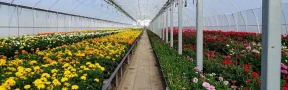 cultivo flores