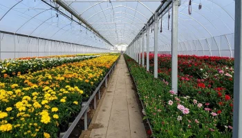 cultivo flores