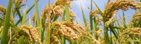 cultivos_de_arroz