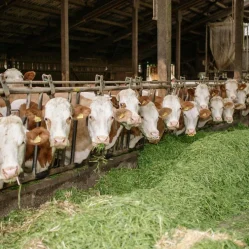 exportación de ganado