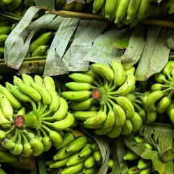 exportacion frutas desde Colombia