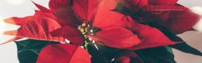 flor pascua