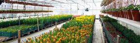 flores_cultivo