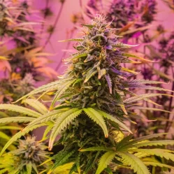 flor de cannabis medicinal