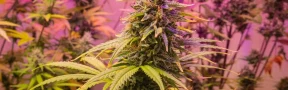 flor de cannabis medicinal