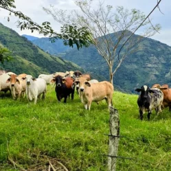 Ganadería Sostenible Libre de Deforestación