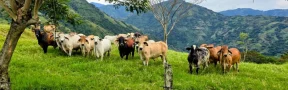 Ganadería Sostenible Libre de Deforestación
