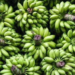 Platano