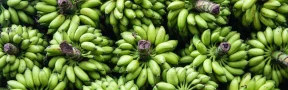 Platano